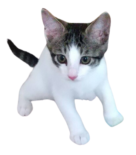 ノラ